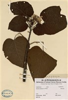 藏品(廣東油桐)的圖片